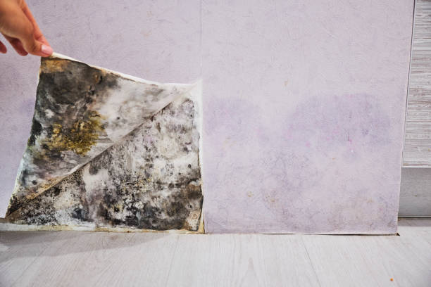 Best Affordable Mold Removal  in Newellton, LA